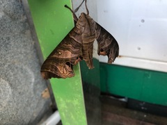 Marumba spectabilis