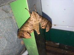 Marumba spectabilis