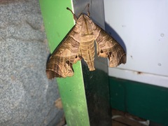 Marumba spectabilis