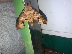 Marumba spectabilis