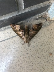 Marumba spectabilis
