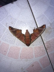 Marumba spectabilis