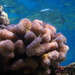 Coral Coliflor del Pacífico - Photo (c) U.S. Fish & Wildlife Service - Pacific Region's, algunos derechos reservados (CC BY)