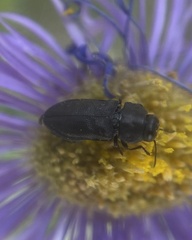 Buprestinae