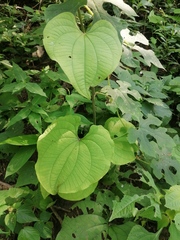 Dioscorea convolvulacea
