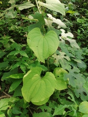 Dioscorea convolvulacea