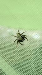 Platycryptus
