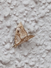 Scybalistodes periculosalis