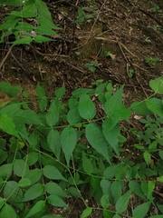 Haplophyton cimicidum