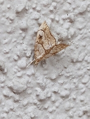 Scybalistodes periculosalis