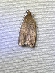 Psilocorsis quercicella