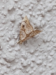 Scybalistodes periculosalis