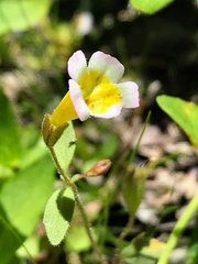 Erythranthe trinitiensis