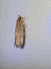 Psilocorsis quercicella