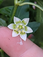 Capsicum baccatum