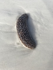 Holothuria princeps