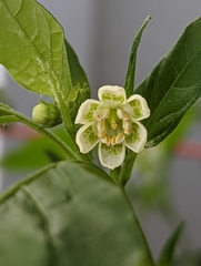 Capsicum baccatum
