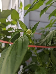 Capsicum baccatum