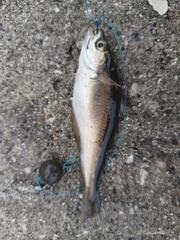 Pollachius pollachius
