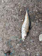 Pollachius pollachius