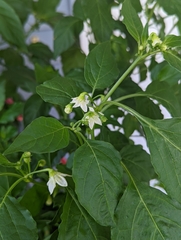 Capsicum baccatum