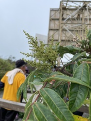 Rhus hypoleuca