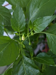 Capsicum baccatum