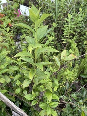 Microglossa pyrifolia