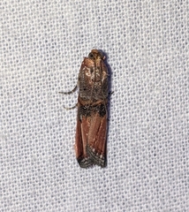 Dasypyga alternosquamella