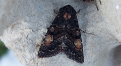 Apamea rubrirena