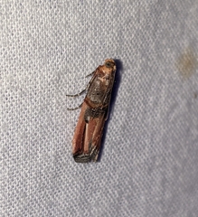 Dasypyga alternosquamella