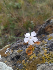 Dianthus fragrans