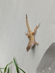 Anolis sagrei