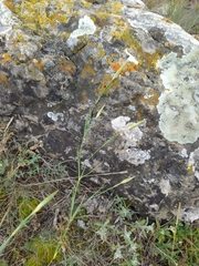 Dianthus fragrans