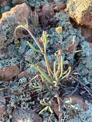 Crassothonna protecta