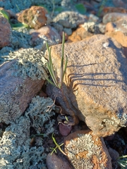 Crassothonna protecta