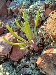 Crassothonna protecta