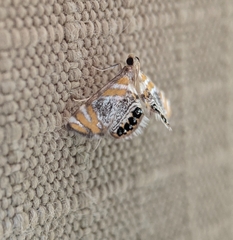 Nymphicula blandialis