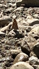 Apatura ilia