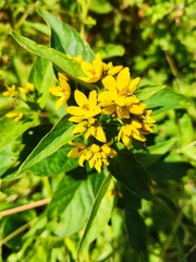 Lysimachia vulgaris