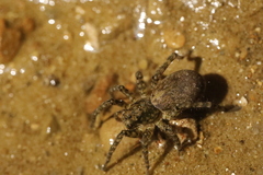 Arctosa maculata