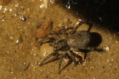 Arctosa maculata