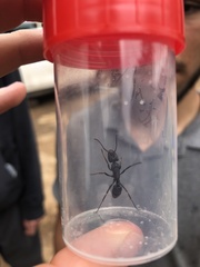 Paltothyreus tarsatus