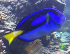 Paracanthurus hepatus
