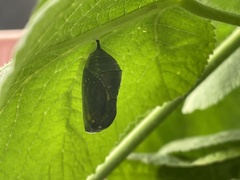 Danaus plexippus