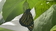 Danaus plexippus