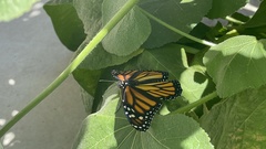 Danaus plexippus