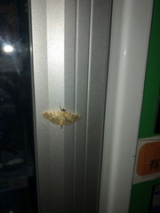 Notarcha aurolinealis