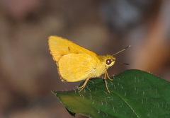 Cupitha purreea