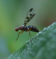 Geomyza tripunctata